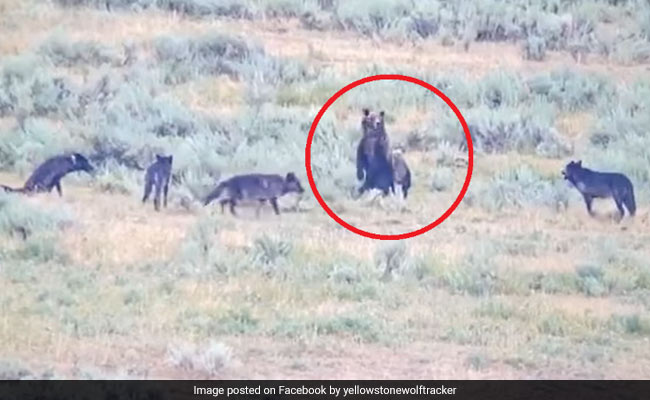 A Pack Of Wolves vs A Mother Bear: Watch Who Came Out On Top