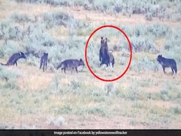 भेड़ियों ने भालू के बच्चों पर किया Attack, तो सामने खड़ी हो गई मां और फिर... देखें पूरा Video भेड़ियों ने भालू के बच्चों पर किया Attack, तो सामने खड़ी हो गई मां और फिर... देखें पूरा Video