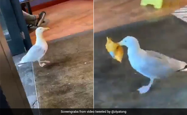 A Seasoned Shoplifter: Seagull Runs Away With Stolen Snack In Hilarious Video