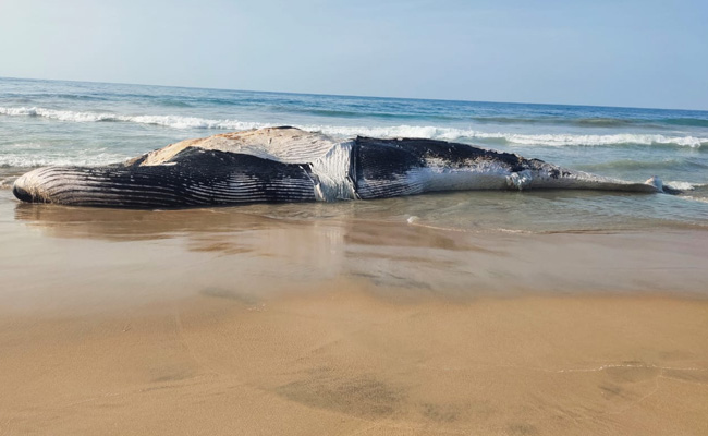 Blue Whale Washed Ashore On Tamil Nadu Beach