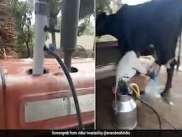 शख्स ने ट्रैक्टर की मदद से निकाला भैंस का दूध, आनंद महिंद्रा हुए मुरीद, बोले- 'क्या चालाकी दिखाई है...' - देखें Video शख्स ने ट्रैक्टर की मदद से निकाला भैंस का दूध, आनंद महिंद्रा हुए मुरीद, बोले- 'क्या चालाकी दिखाई है...' - देखें Video