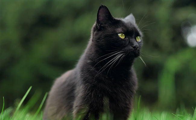 Detained For Smuggling Drugs, Cat Escapes High-Security Prison