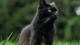 Cat Rescuers Cause Three-Vehicle Crash In US, Fail To Catch Kitten