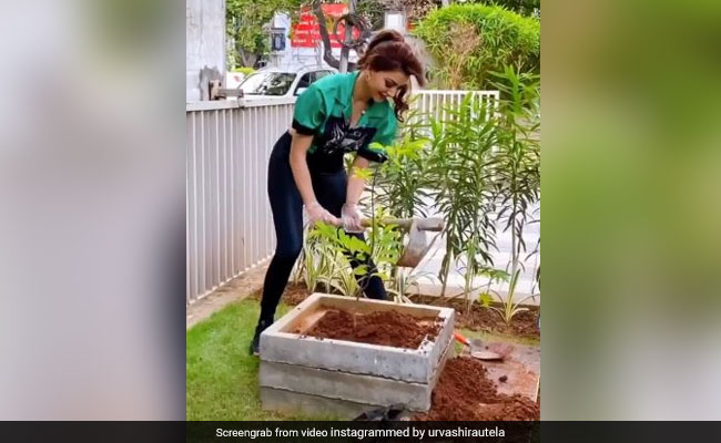 उर्वशी रौतेला ने लगाए पौधे, Video पोस्ट कर बोलीं- पेड़ लगाने का सबसे अच्छा समय 20 साल पहले था...