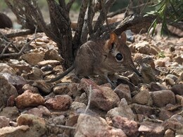 Long 'Lost' Elephant Shrew Rediscovered In Africa After 50 Years Long 'Lost' Elephant Shrew Rediscovered In Africa After 50 Years