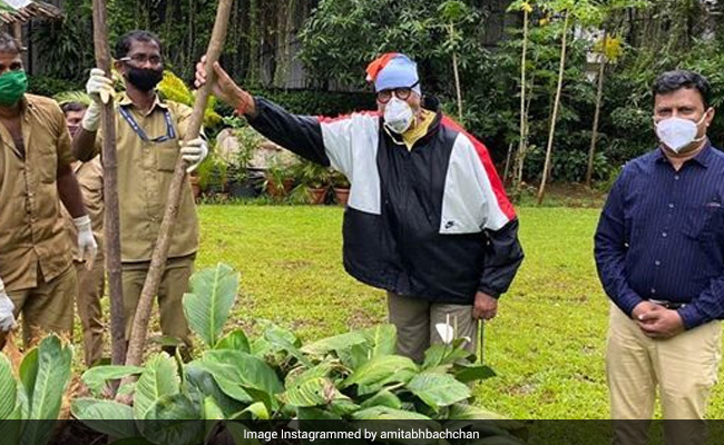 Amitabh Bachchan, Recovered From COVID-19, Replants Old Gulmohar Tree At Home
