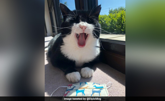 UK Foreign Office Cat, Lord Palmerston, Retires From Diplomatic Service