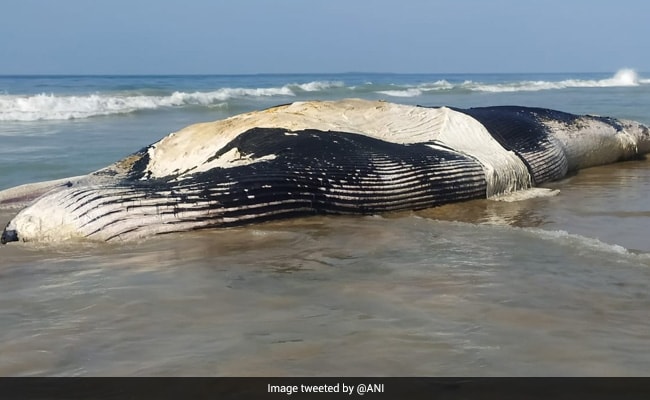 Tamil Nadu: Blue Whale Washed Ashore On Tamil Nadu Beach