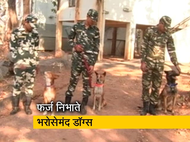 'मन की बात' में PM मोदी ने सुनाए बहादुर डॉग्स के किस्से