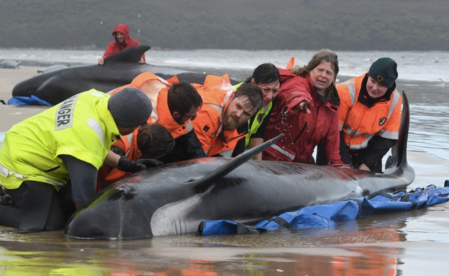 380 Whales Dead, 50 Rescued In Australian Island's Biggest Stranding