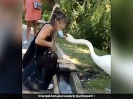 बिना मास्क के हंस के पास बैठी महिला, गुस्से में पक्षी ने किया कुछ ऐसा... 2 करोड़ से ज्यादा बार देखा गया Video बिना मास्क के हंस के पास बैठी महिला, गुस्से में पक्षी ने किया कुछ ऐसा... 2 करोड़ से ज्यादा बार देखा गया Video