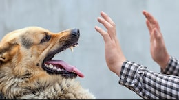 World Rabies Day: How Is Rabies Transmitted And Its Preventive Measures