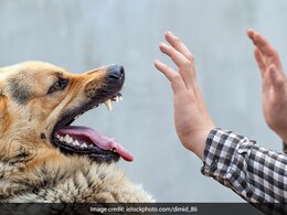 World Rabies Day: How Is Rabies Transmitted And Its Preventive Measures World Rabies Day: How Is Rabies Transmitted And Its Preventive Measures