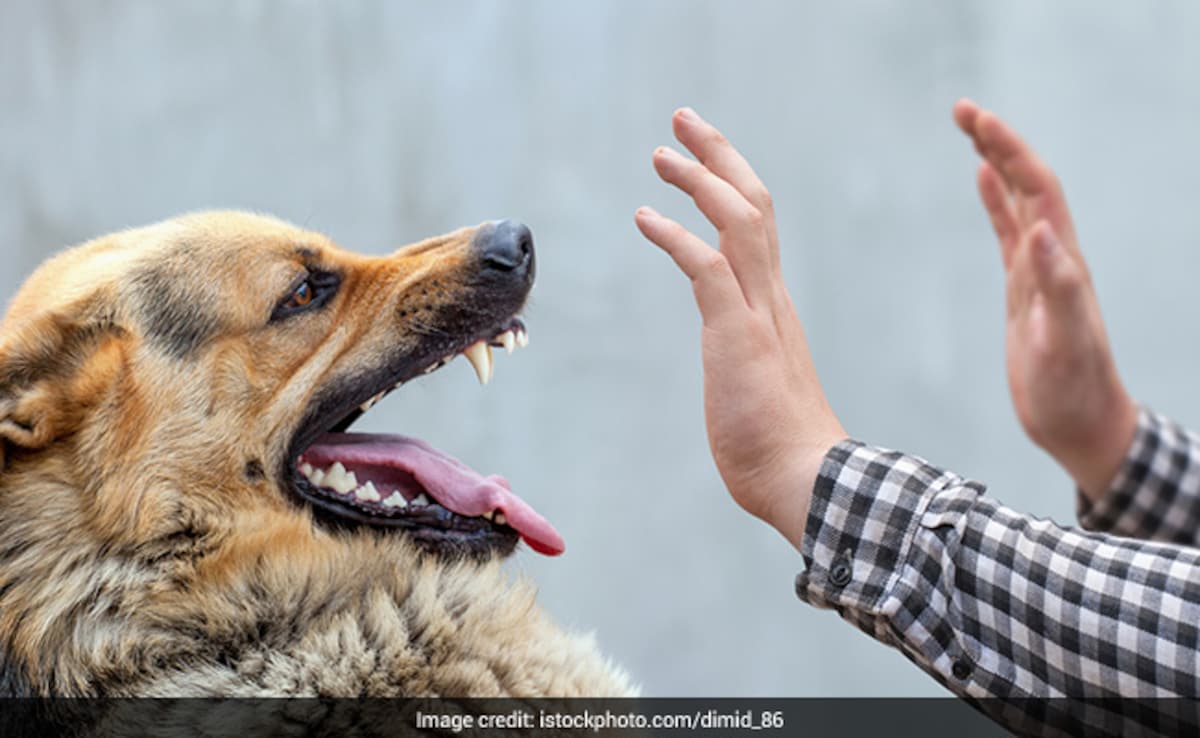 First Aid For Dog Bites: A Step-By-Step Guide To Prevent Rabies