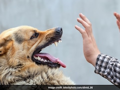 First Aid For Dog Bites: A Step-By-Step Guide To Prevent Rabies