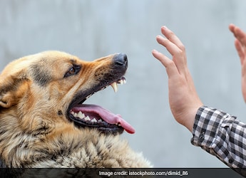 WHO Validates Chile As First South American Country To Eliminate Dog-Transmitted Rabies