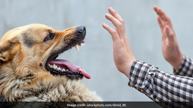 Awareness of World Rabies Day