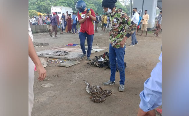 मुंबई में हाईवे पर 10 फुट लंबा अजगर देख रुक गई गाड़ियों की रफ्तार, लगा लंबा ट्रैफिक जाम
