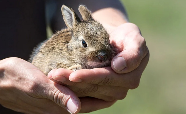 Delhi Likely To Get Its First Wild Animal Rescue Centre By The Year-End