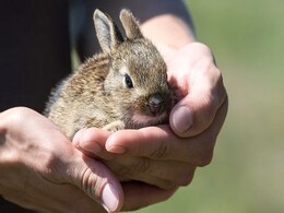 Delhi Likely To Get Its First Wild Animal Rescue Centre By The Year-End Delhi Likely To Get Its First Wild Animal Rescue Centre By The Year-End