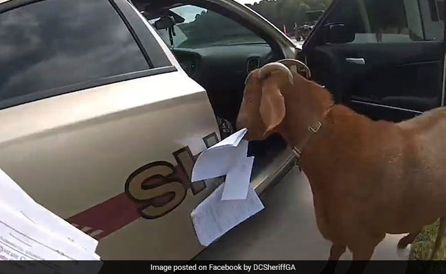 Goat Breaks Into Police Car, Eats Paperwork. Video Has Viewers In Splits