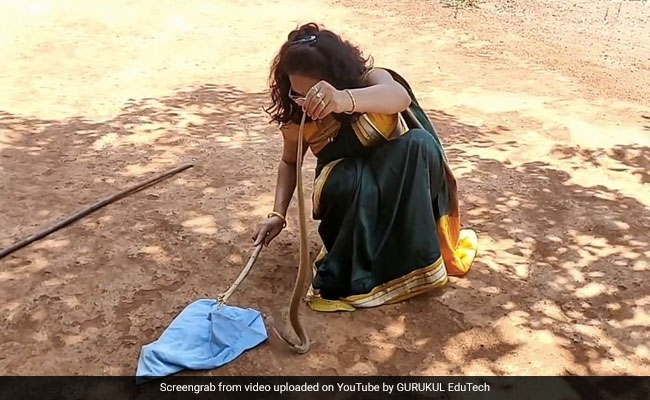 Snake Rescue In A Saree: Watch The Viral Video That Has The Internet Amazed