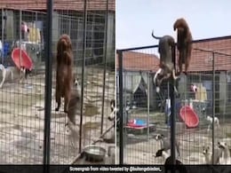 The Great Escape: Puppy Climbs Cage Fence In Hilarious Viral Video The Great Escape: Puppy Climbs Cage Fence In Hilarious Viral Video