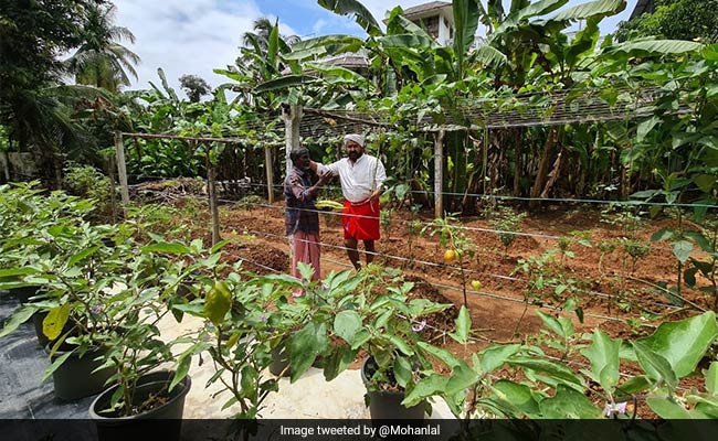 धर्मेंद्र की तरह खेती करते दिखे सुपरस्टार मोहनलाल, तरह-तरह के पौधे लगाकर घर को किया हरा-भरा.. देखें Photos