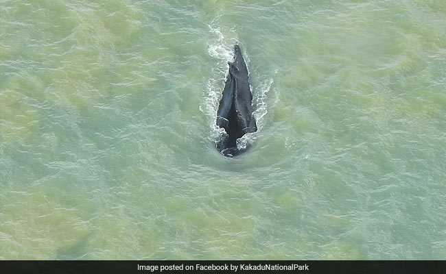 Humpback Whale Escapes Crocodile-Infested River After 2 Weeks