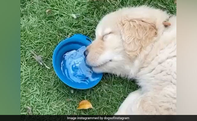 5 'Pawsitively' Hilarious Dog Videos So You Can Start Sunday With A Laugh