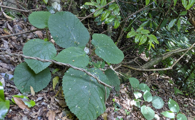 Australian Stinging Trees Contain "Scorpion-Like Venom": Scientists
