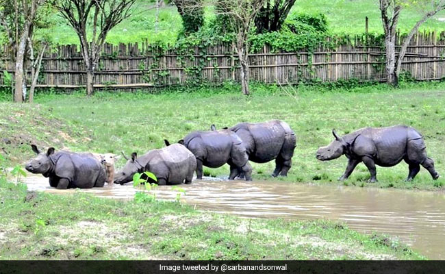 World Rhino Day 2020: Know About The Day In Pics And Videos