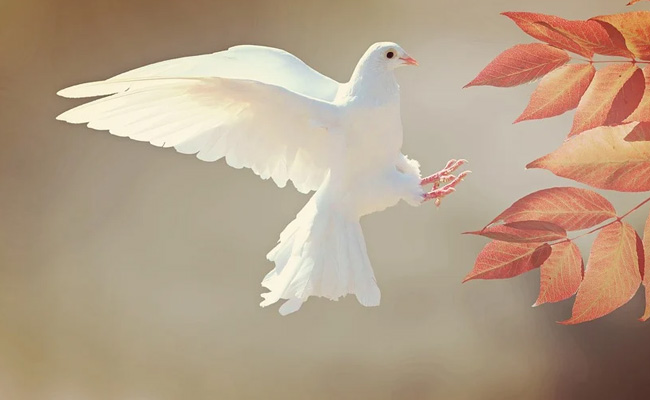 International Day Of Peace 2020: Know Why Dove Is A Symbol Of Peace