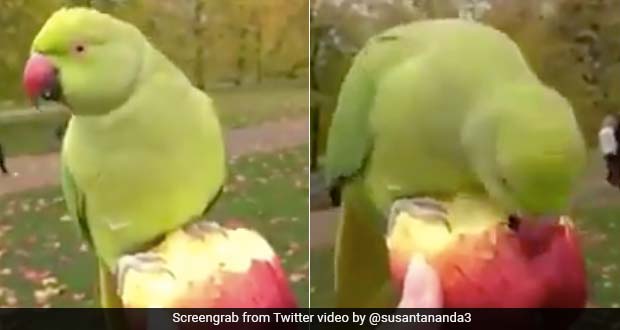 Parrot Eating Apple From Human Hand Amazes The Internet; Watch Viral Video Here