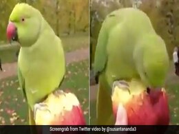 Parrot Eating Apple From Human Hand Amazes The Internet; Watch Viral Video Here Parrot Eating Apple From Human Hand Amazes The Internet; Watch Viral Video Here