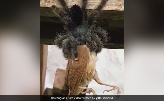 This Viral Video Of A Huge Spider Eating A Bird Is Straight Up Horrifying