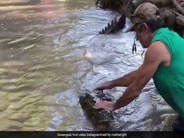Man Calmly Pushes Away 13-Foot Crocodile "Bonecruncher" In Viral Video Man Calmly Pushes Away 13-Foot Crocodile "Bonecruncher" In Viral Video