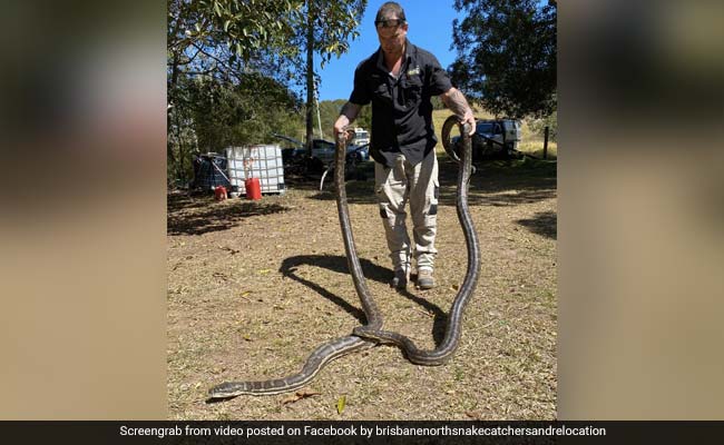Two Large Pythons Crash Through Ceiling. They Were Fighting Over A Female