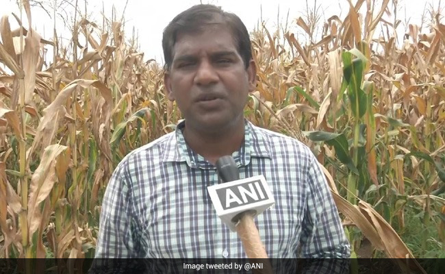 अमेरिका में लाखों की नौकरी छोड़ भारत लौटा इंजीनियर, भुट्टे की खेती कर शुरू की कमाई, बोला - वहां वो मज़ा नहीं...