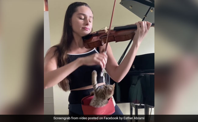 महिला ने बजाया ऐसा Violin, बिल्ली ने सुनते ही दिया ऐसा रिएक्शन, 60 लाख से ज्यादा बार देखा गया Video