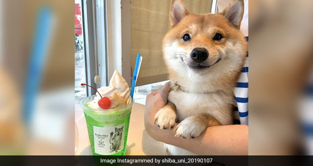 Paw-Dorable! Dog From Japan Smiles Every Time He Sees Food; Cute Pics Go Viral