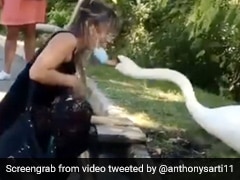 बिना मास्क के हंस के पास बैठी महिला, गुस्से में पक्षी ने किया कुछ ऐसा... 2 करोड़ से ज्यादा बार देखा गया Video