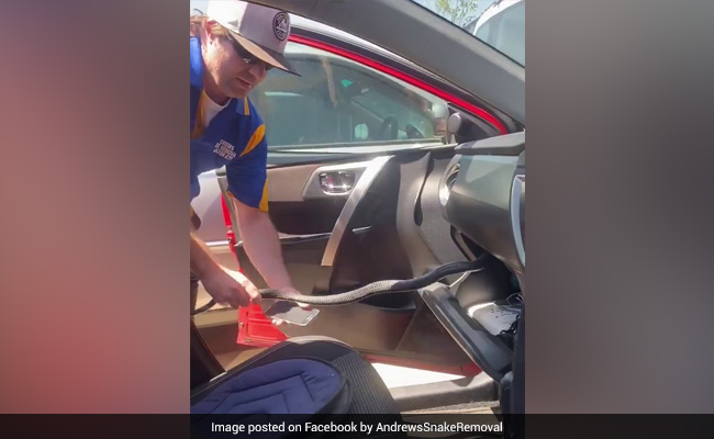 Snake Hitches Ride With Woman In Glove Box. Watch