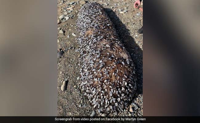 Bizarre Sea Creatures Found On Beach Could Be Worth A Fortune