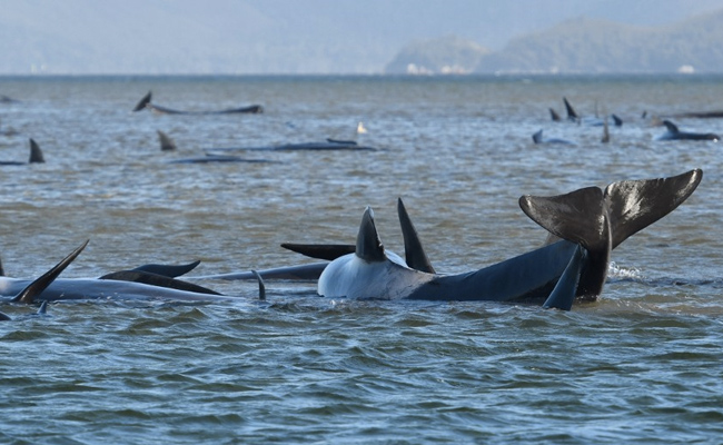 Some Still "Flipping About": Hopes Fade After 380 Whales Die In Australia