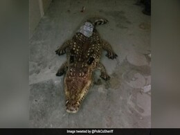 Cop Responds To Reports Of Big Alligator In Shed. It Turns Out To Be... Cop Responds To Reports Of Big Alligator In Shed. It Turns Out To Be...