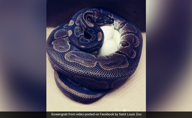Ball Python Lays Eggs At Zoo. She Had Not Been Near A Male In 15 Years