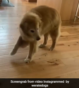dog tap dancing