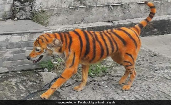 Stray Dog Found Painted To Look Like Tiger, Sparking Outrage