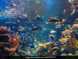 घर में Fish Aquarium रखना आपके जीवन और स्वास्थ्य दोनों को लिए है बहुत फायदेमंद घर में Fish Aquarium रखना आपके जीवन और स्वास्थ्य दोनों को लिए है बहुत फायदेमंद